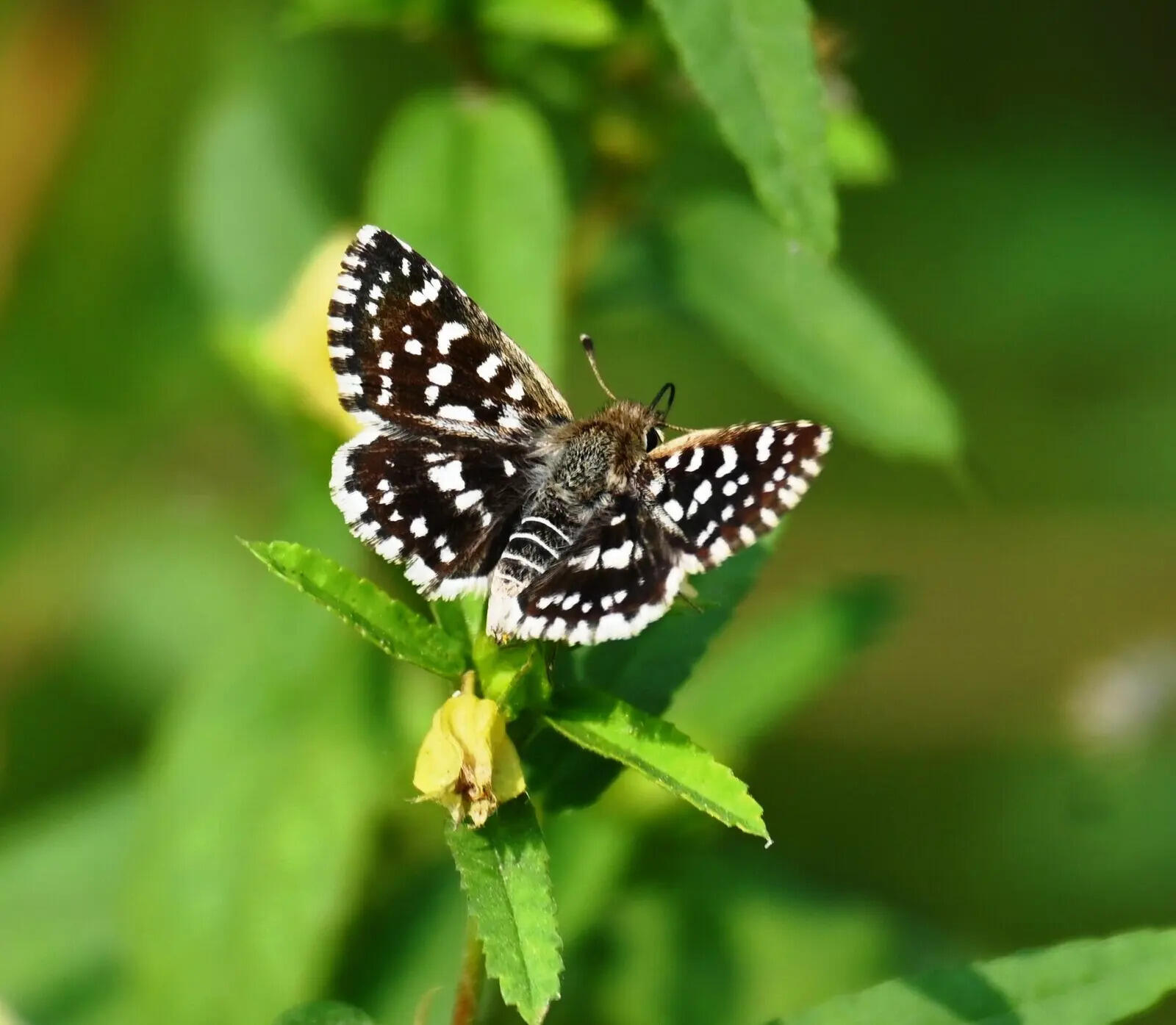 9e57f9b3-5494-468e-8389-dd19c763ff77_15.06.2026_BGP_PHOTO-2-BAU_Initiative_To_Save_Butterflies_From_Getting_Extinct_Developing_Butterfly_Park_and_Sanctuary_For_Conserving_Butterflies_Varieties_Necessary_For_Plants_Fruiting.docx.jpg