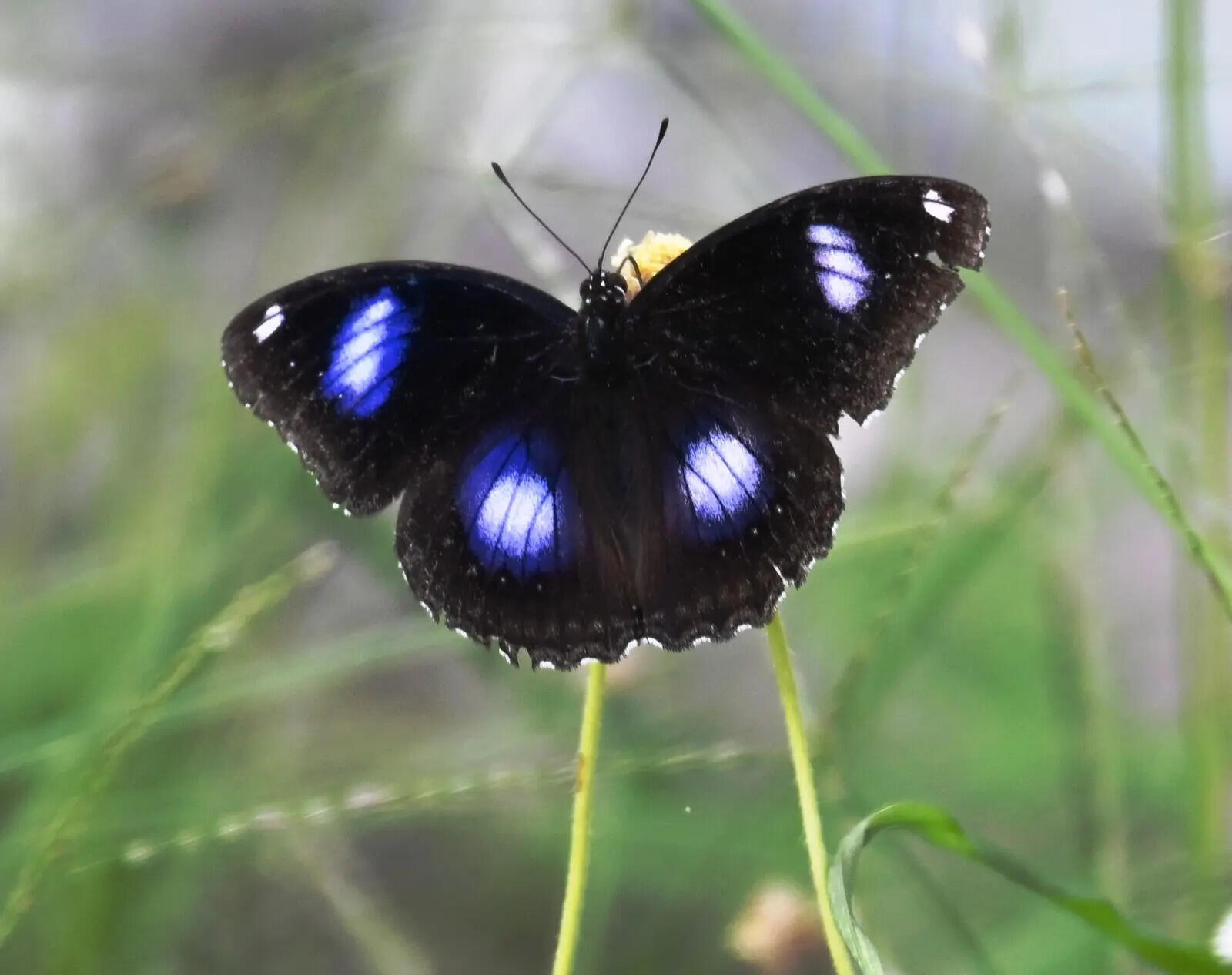 0b782d16-006e-47fb-b3c5-9d78b439885a_15.06.2026_BGP_PHOTO-6-BAU_Initiative_To_Save_Butterflies_From_Getting_Extinct_Developing_Butterfly_Park_and_Sanctuary_For_Conserving_Butterflies_Varieties_Necessary_For_Plants_Fruiting.docx.jpg