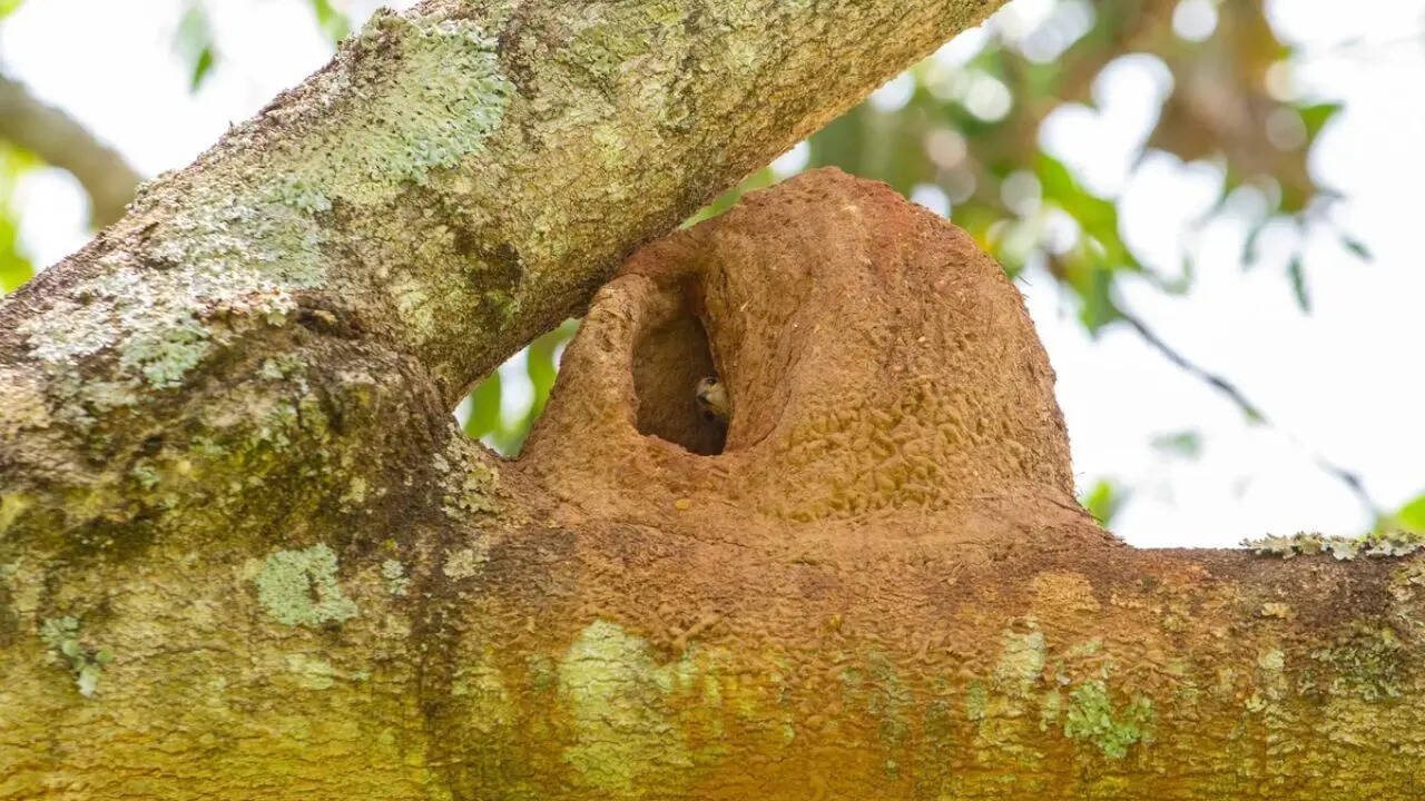 5. Rufous hornero