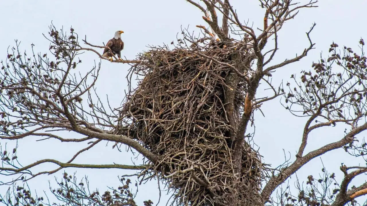 6. Bald Eagle