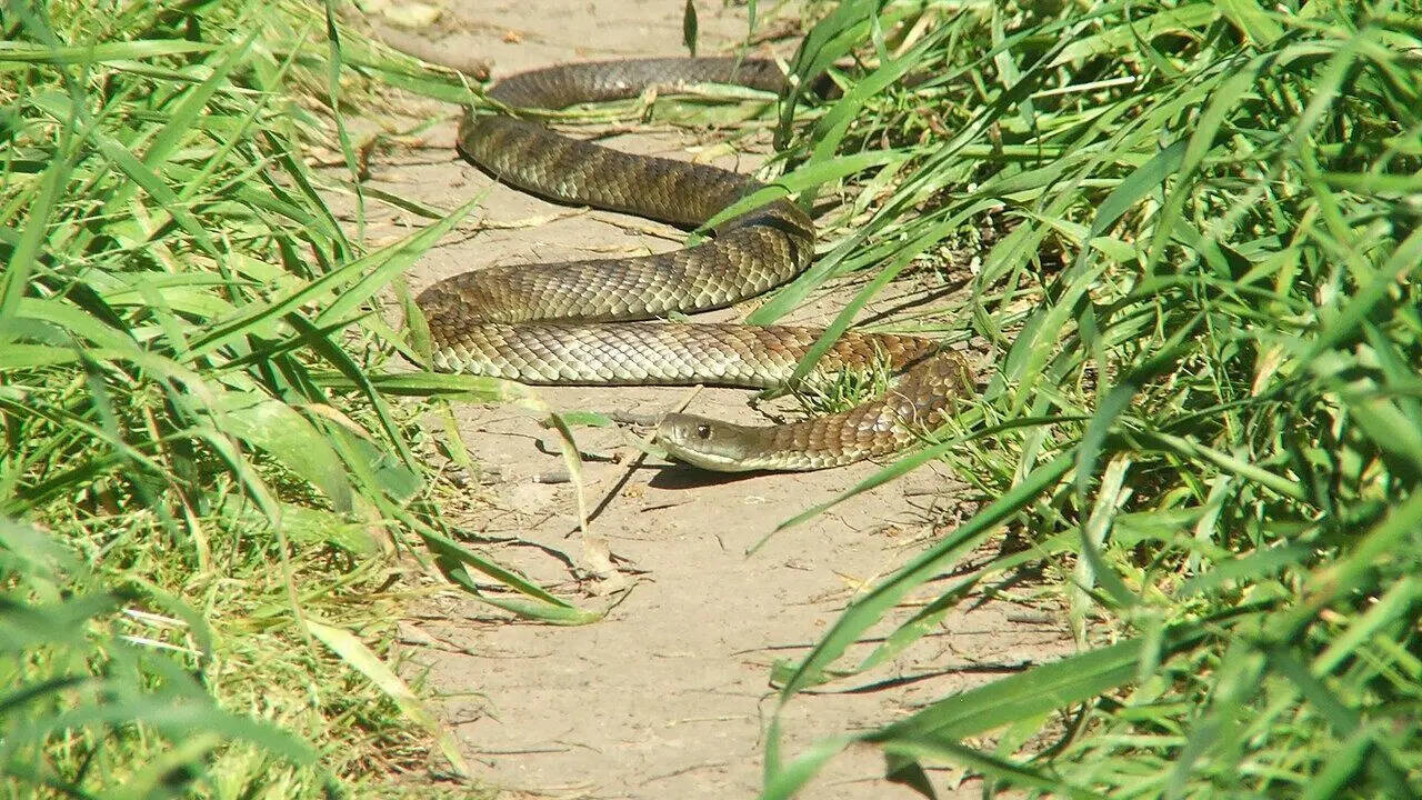 Tiger snake: The venomous Australian reptile that thrives in diverse habitats