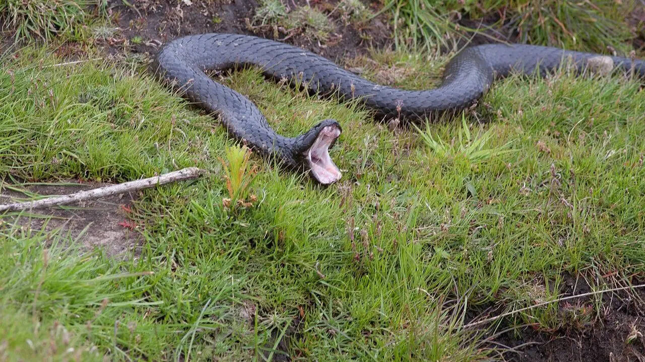 Tiger snake: The venomous Australian reptile that thrives in diverse habitats