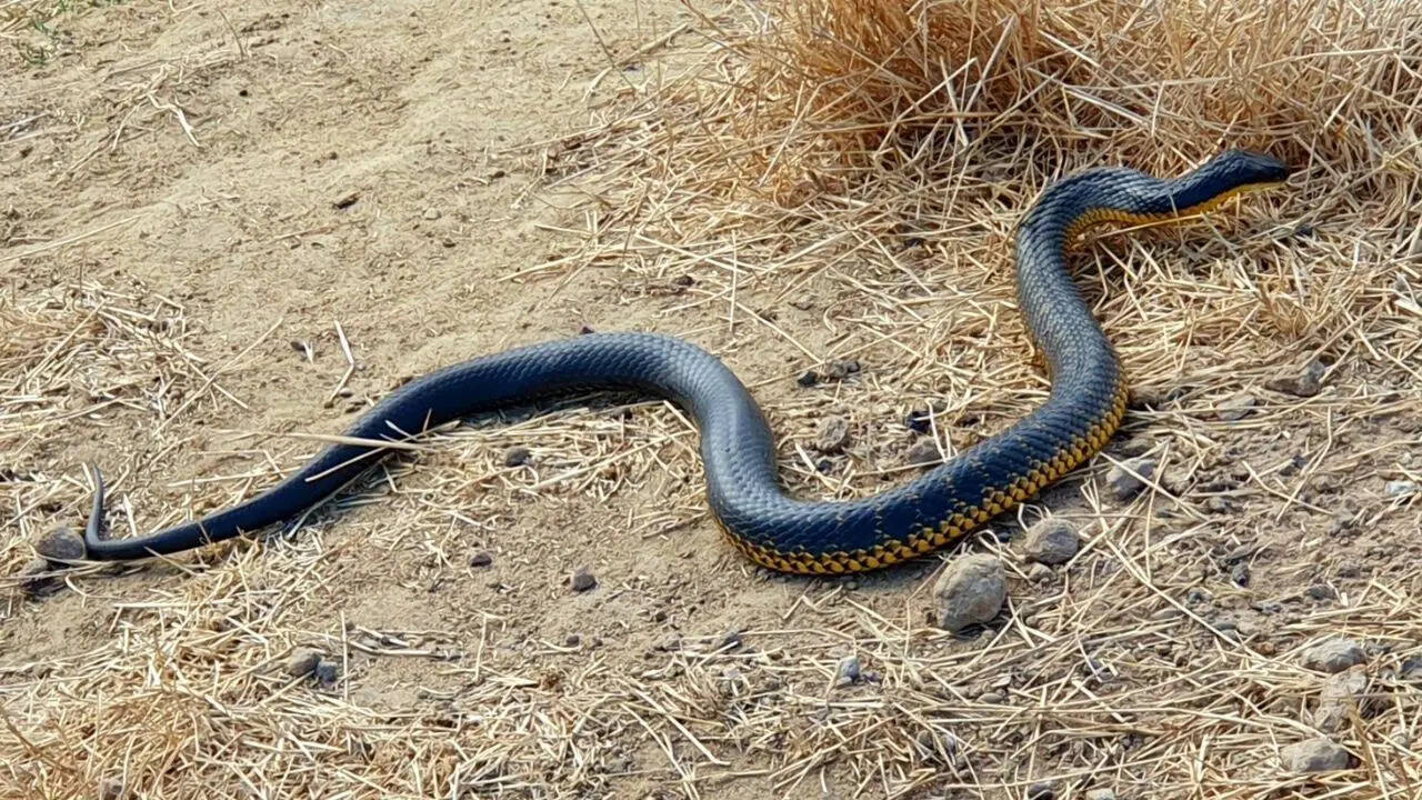 Tiger snake: The venomous Australian reptile that thrives in diverse habitats