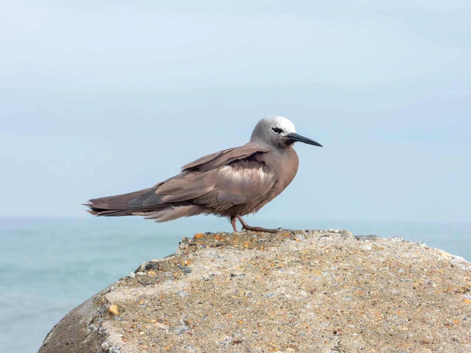 15-june-26-mgl-bird-2.jpg
