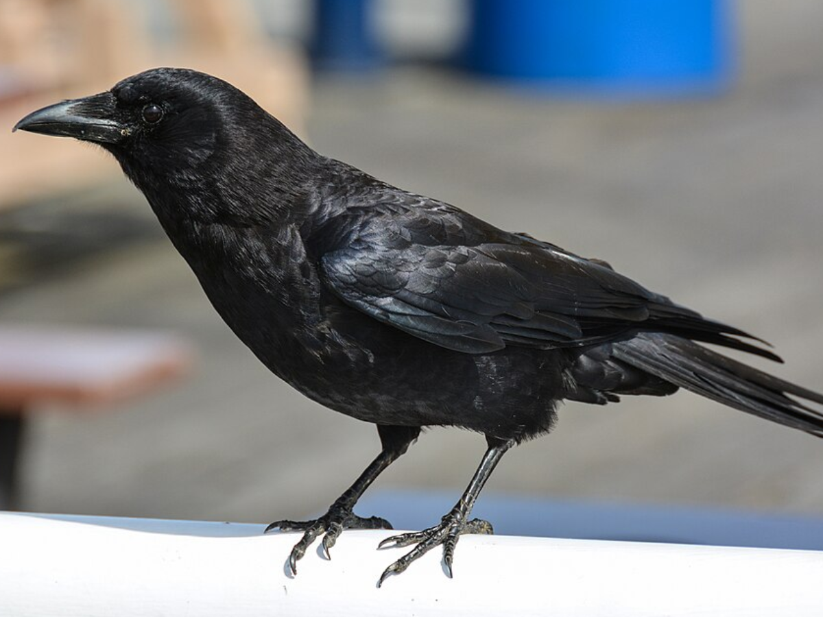 A crow.
