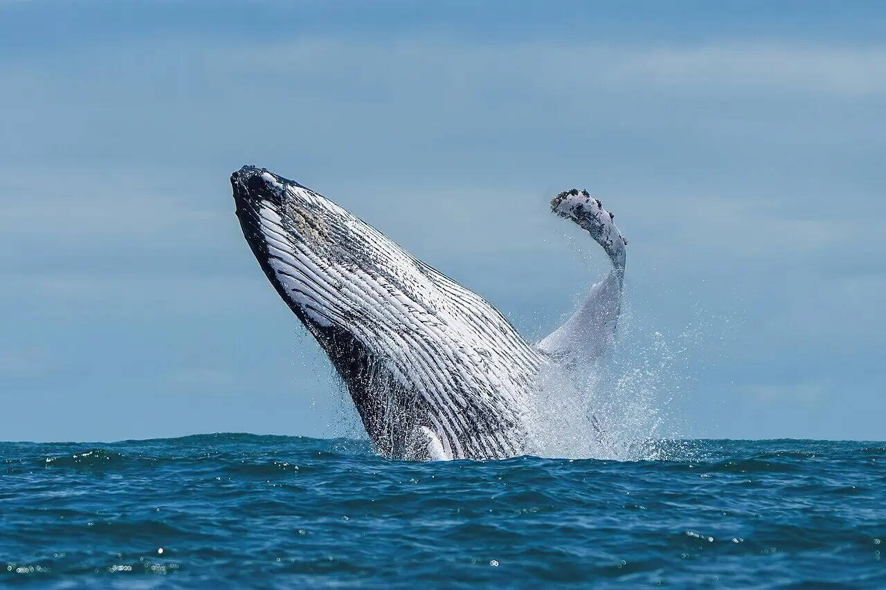 001_Humpback_whale_breaching_in_Ballena_Marine_National_Park_Photo_by_Giles_Laurent