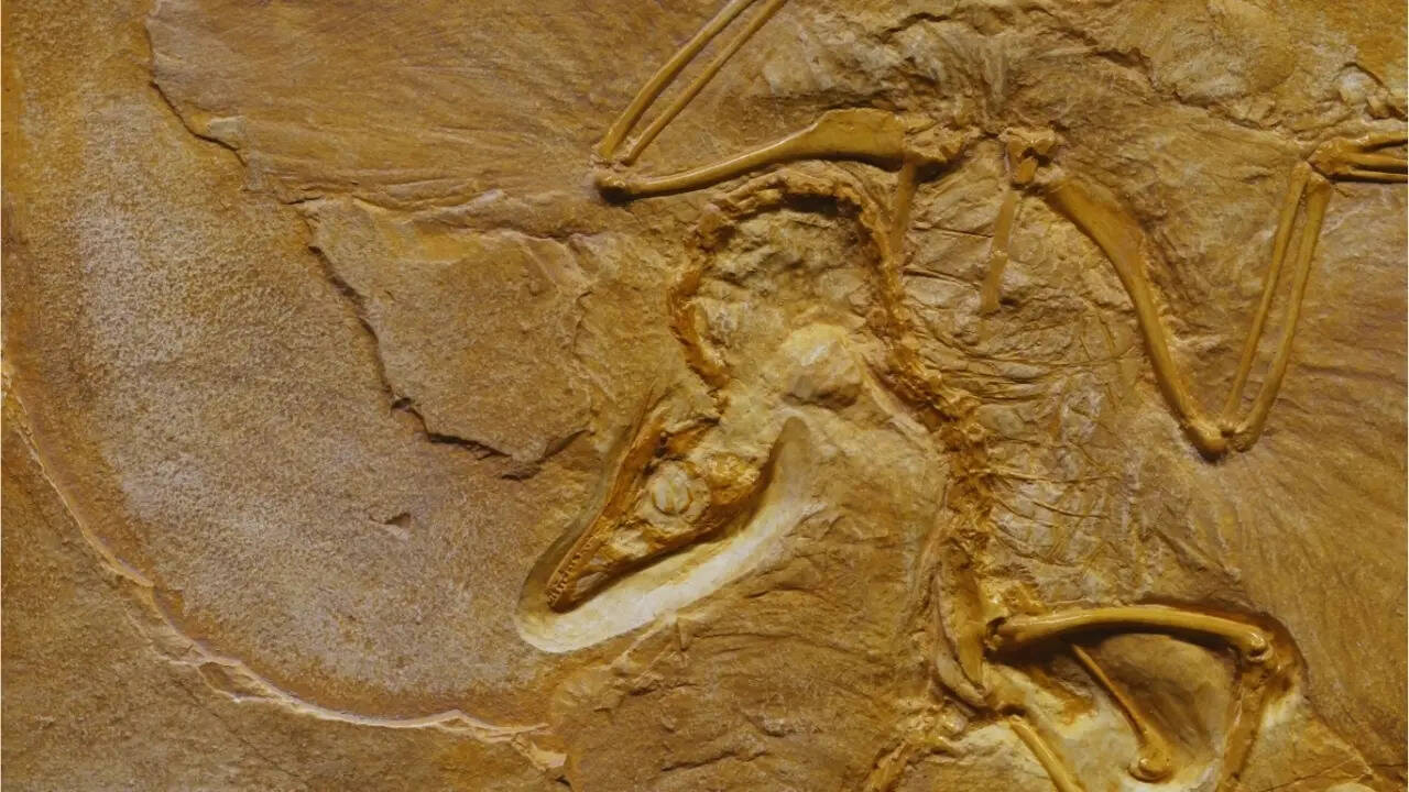 Dinosaur fossil