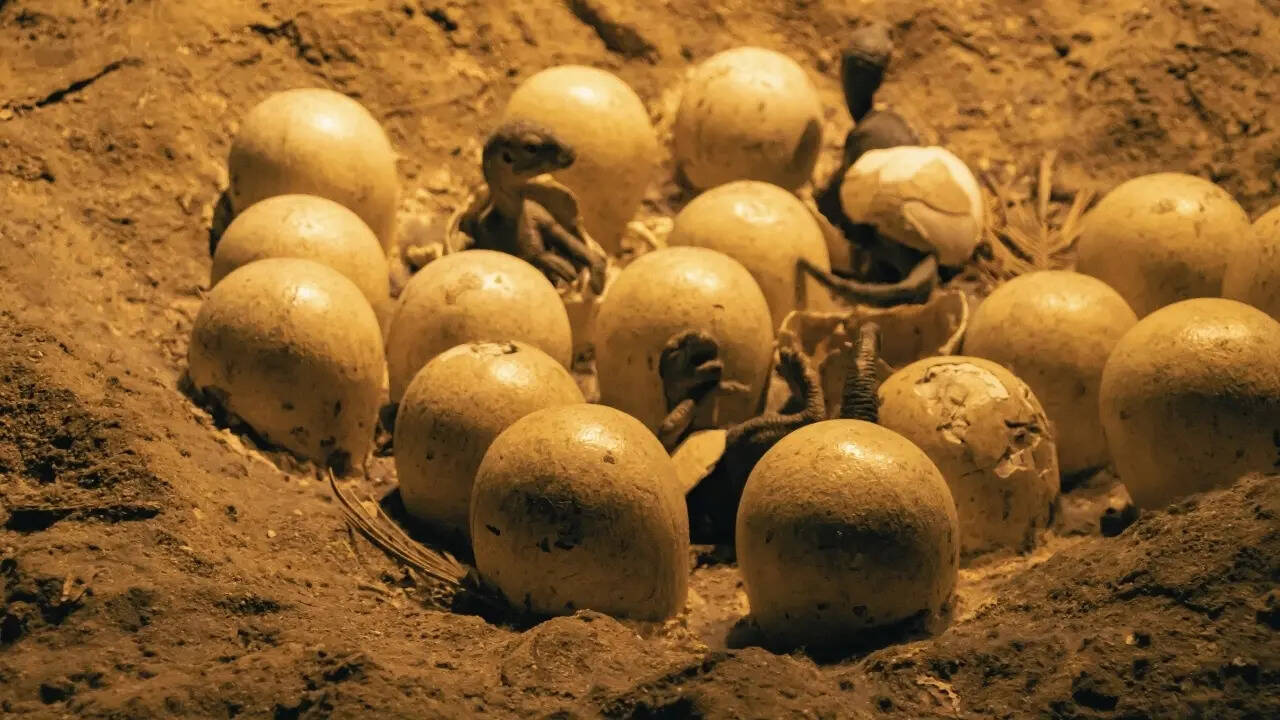 Fossilised dinosaur eggs