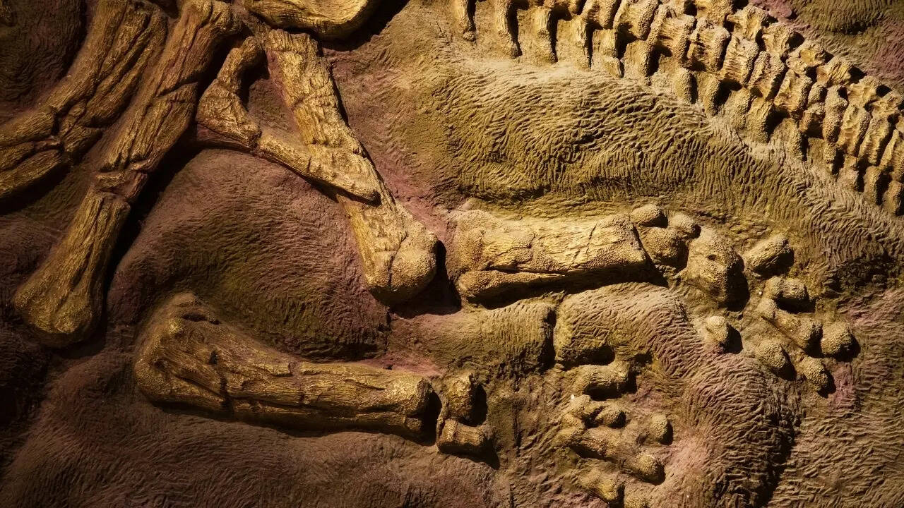 Fossilised remains of a dinosaur