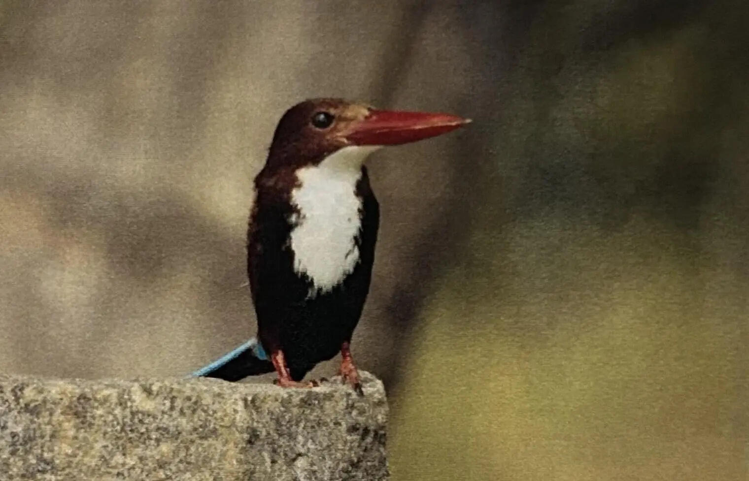 Data shows rising wetland bird populations in Tamil Nadu