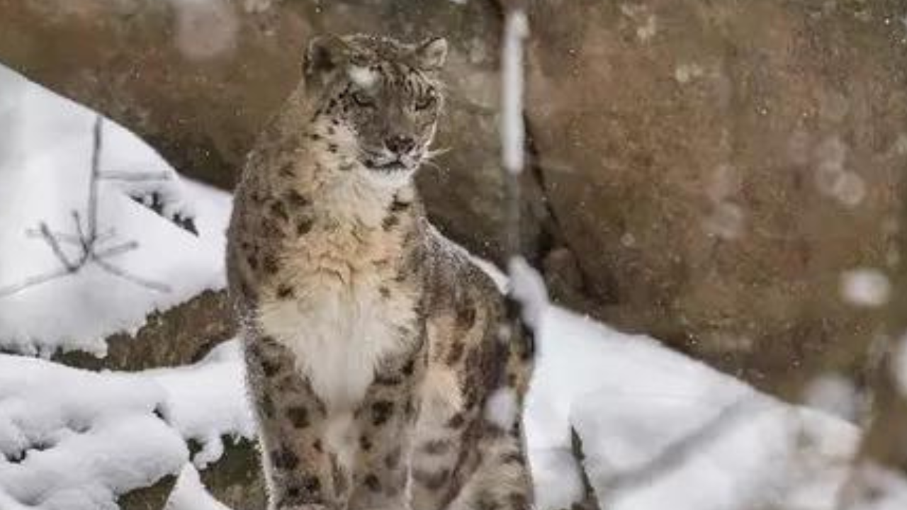 Snow leopard conservation body in Ladakh soon