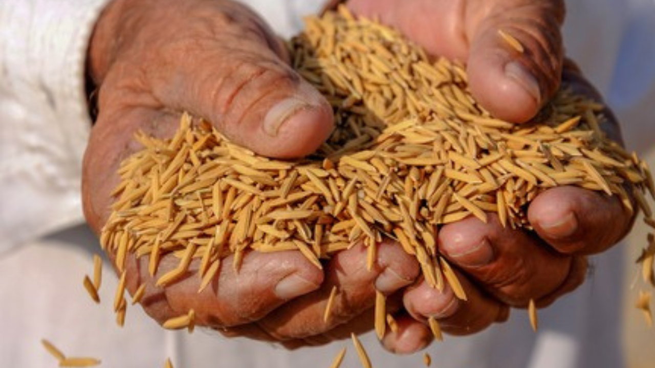 No dip in grain output in last 2 deficit rain years