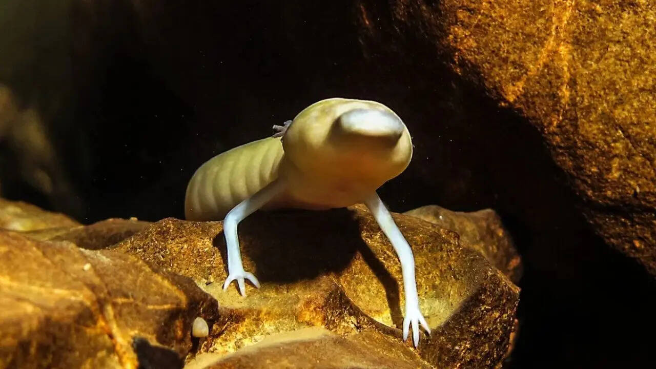Why the Massive Subterranean Lake Beneath the Kalahari Matters