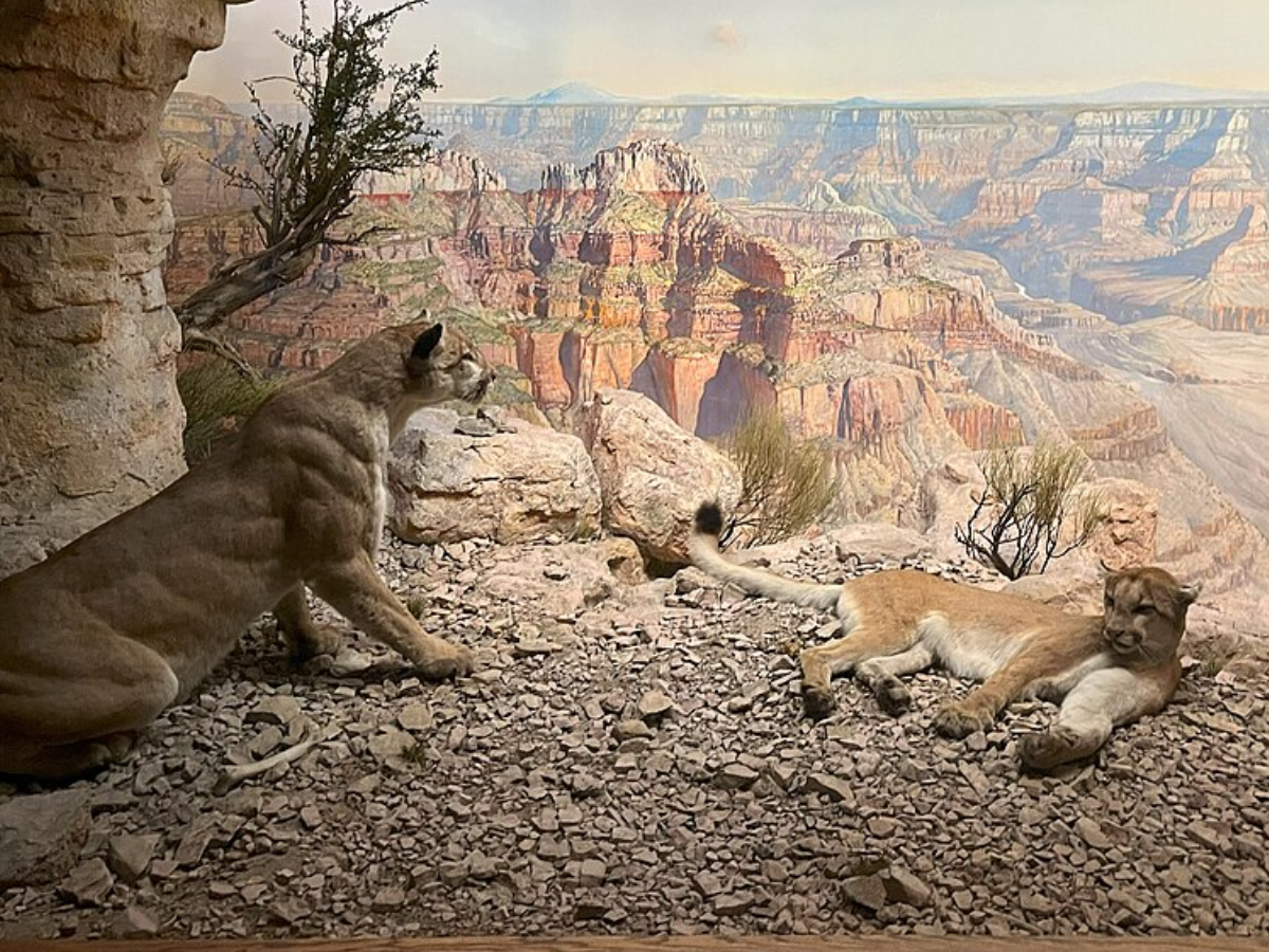 Wikimedia Commons Image of mountain lions