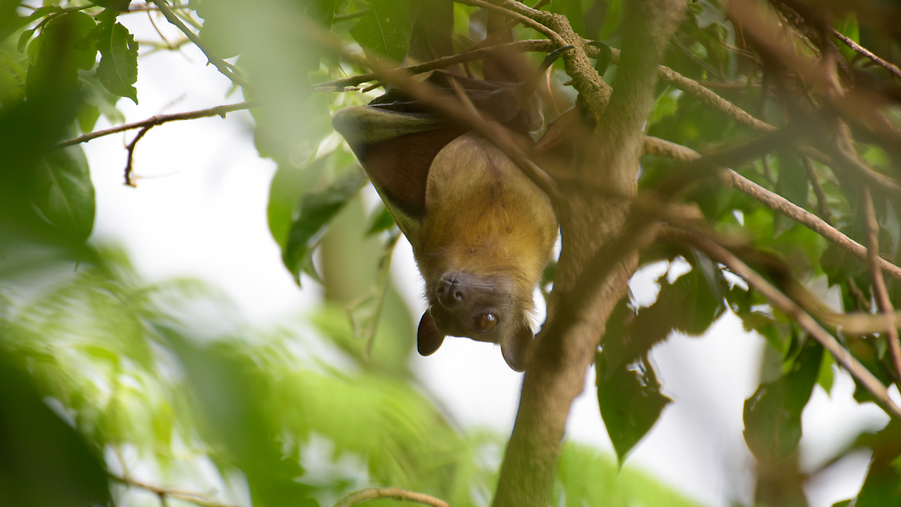 Straw-coloured fruit bat