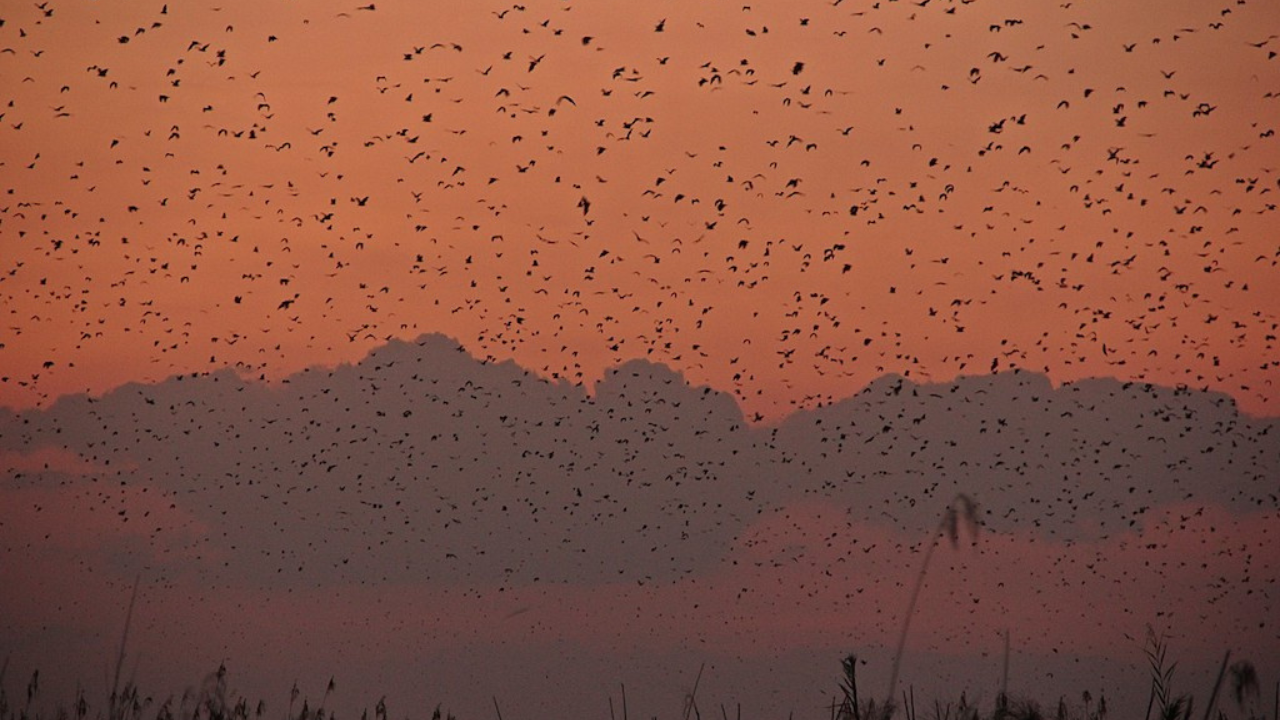 Bat migration