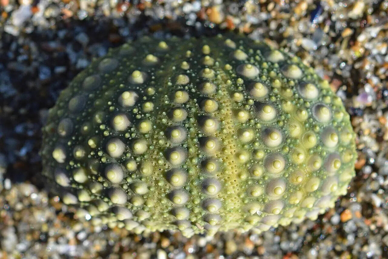 Wikimedia Commons Atlantic_Purple_Sea_Urchin_(Riccio_Femmina)_(Paracentrotus_lividus)_-_Rome,_Italy_2024-03-02_(01)