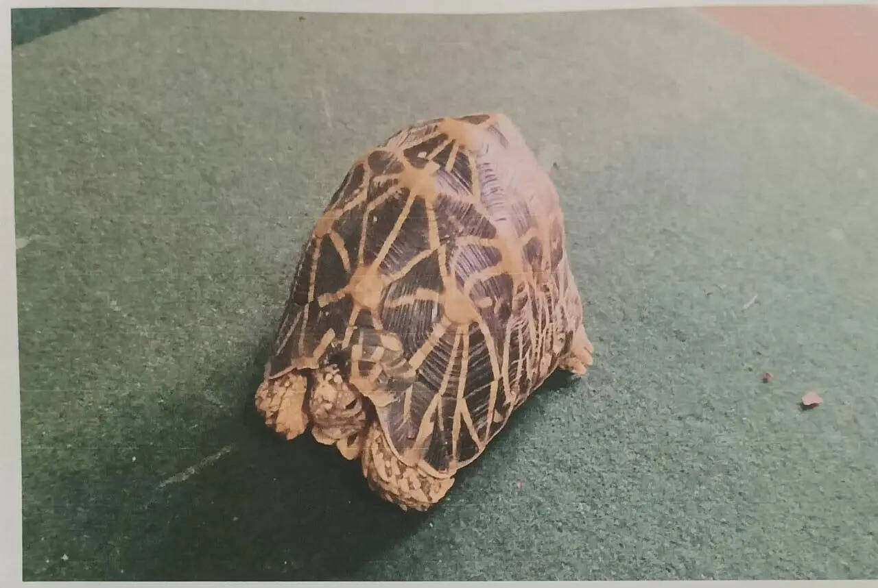 Two arrested in Madikeri for attempting to sell a star tortoise