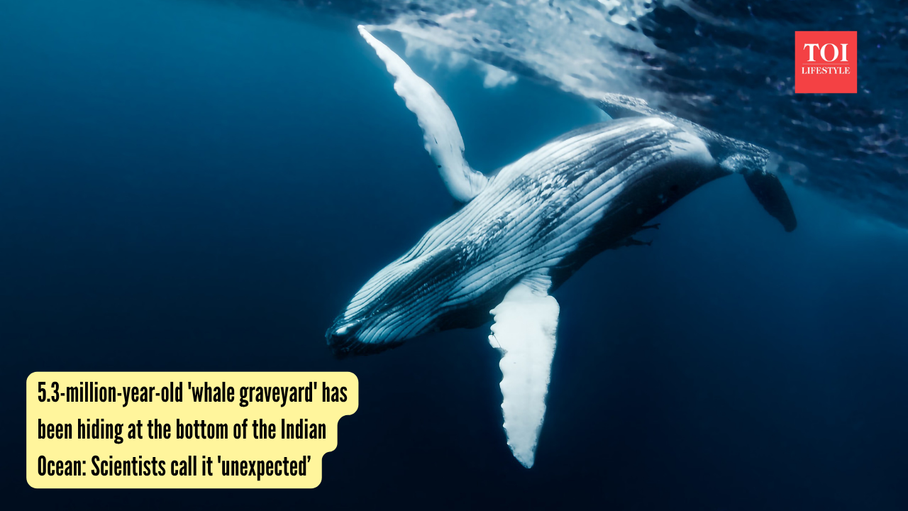 5.3-million-year-old 'whale graveyard' has been hiding at the bottom of the Indian Ocean Scientists call it 'unexpected'