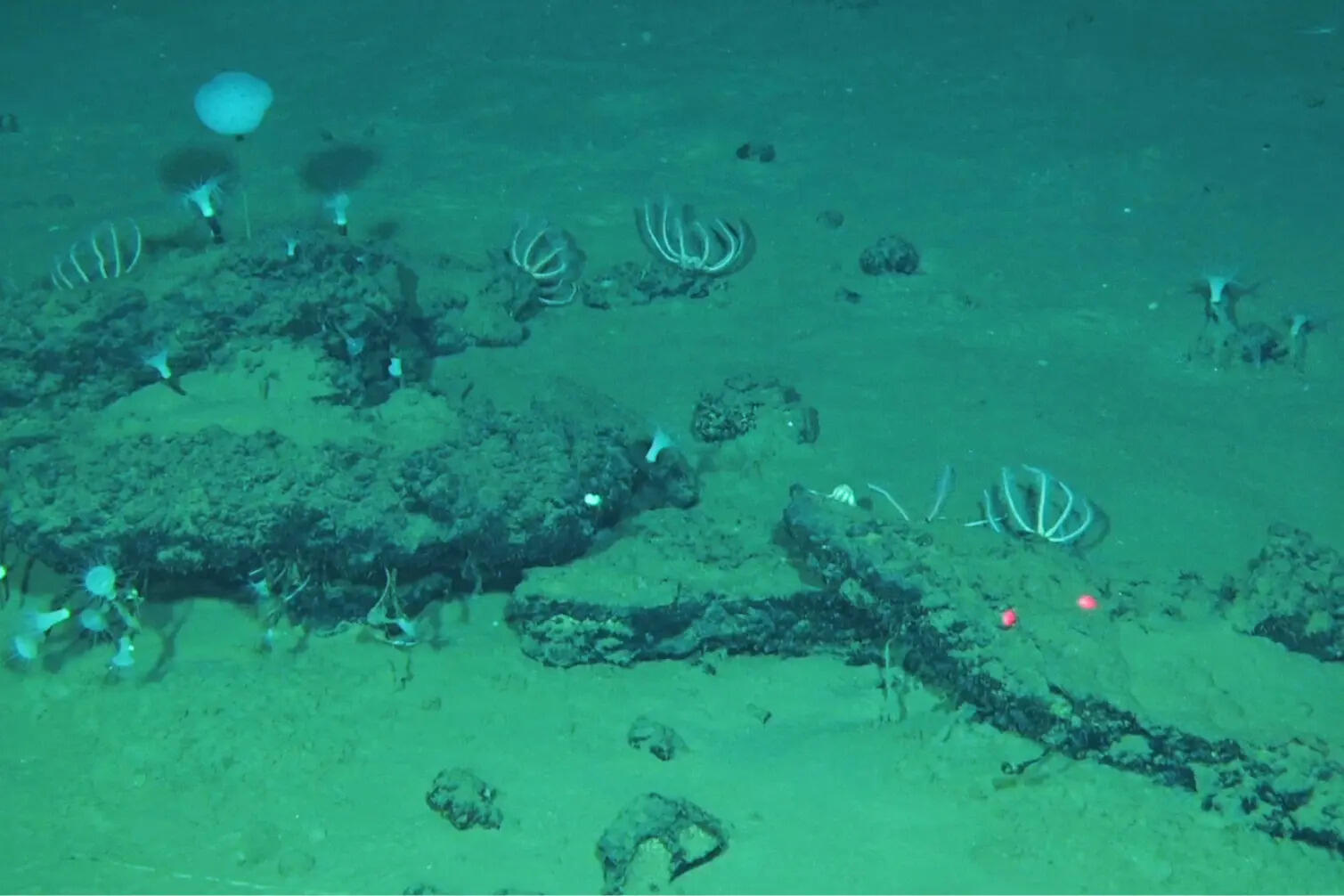 an-ancient-whale-graveyard-in-the-indian-ocean-teems-with-life.jpg