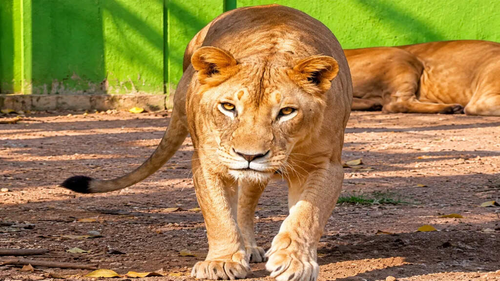 d1eb6726-c3c7-4e80-aff0-8008a5b8c98b_FILE_PIC_OF_THE_LIONESS.webp