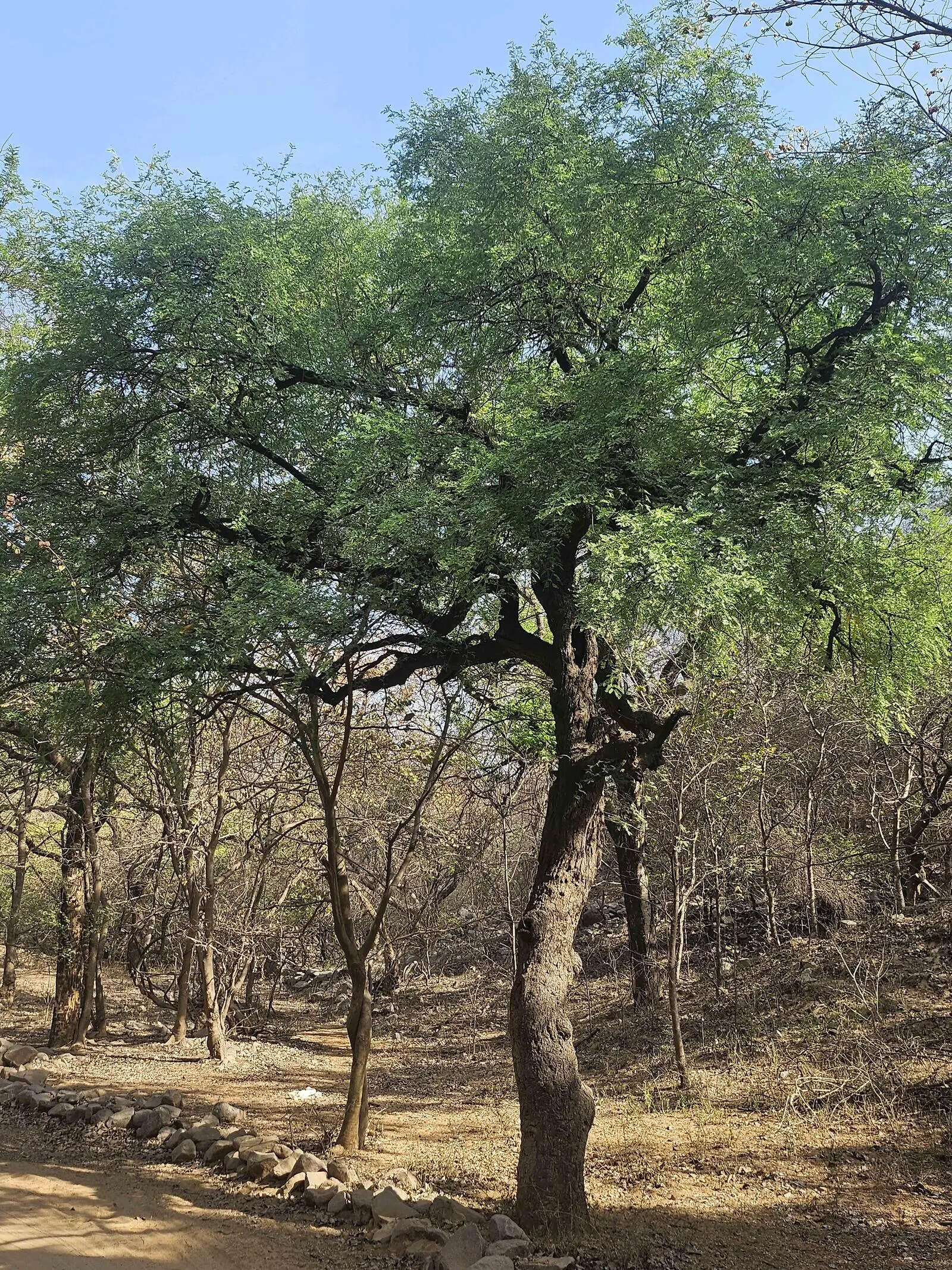 Haryana offers Rs 500 per tree reward to protect native species