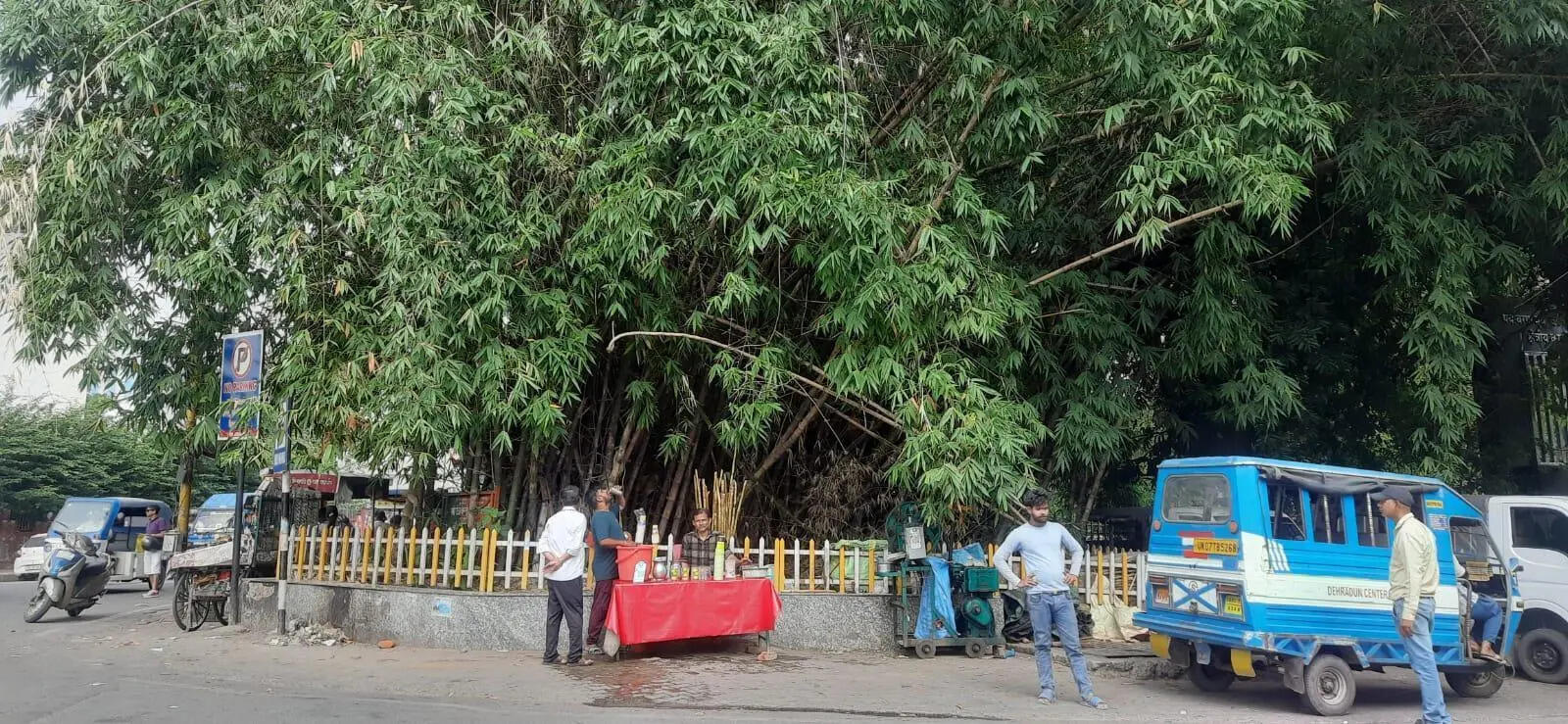 Bamboo Grove 01.jpeg