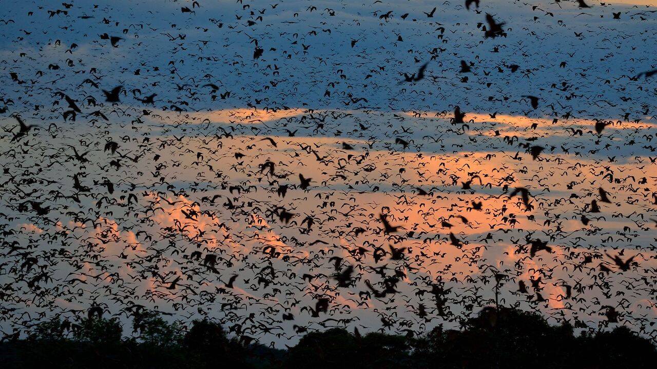 World’s largest bat migration: The night Zambia’s sky disappears under 10 million bats