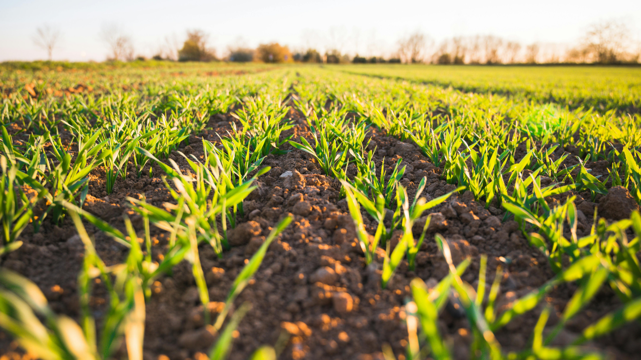 Soil’s treasure: Scientists discovered a hidden phosphorus reservoir that could transform the future of food