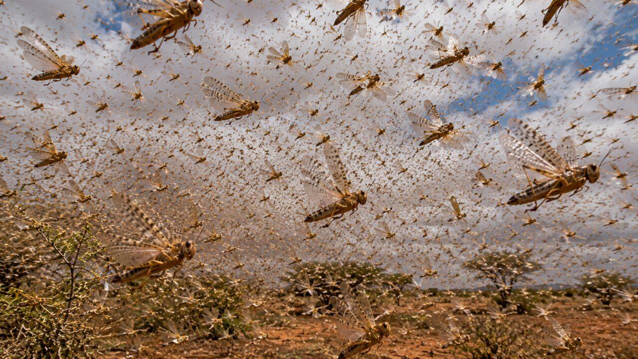 Locust swarms