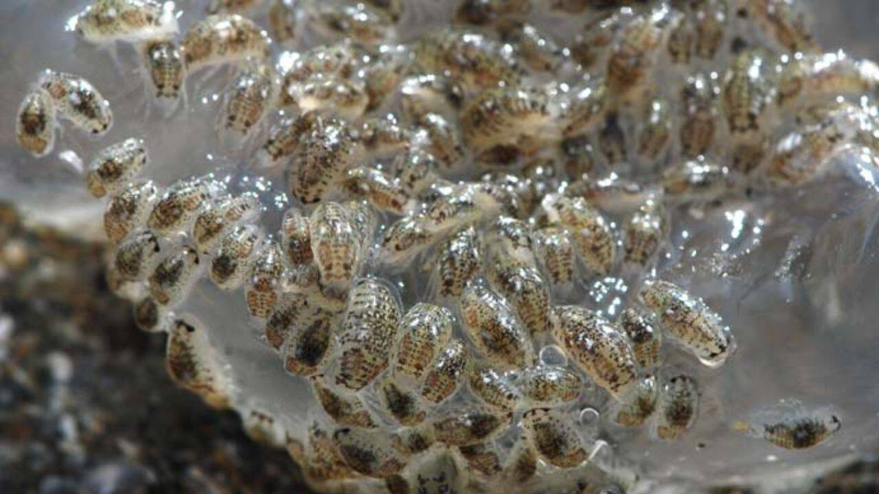 Island Nature Water-line isopods