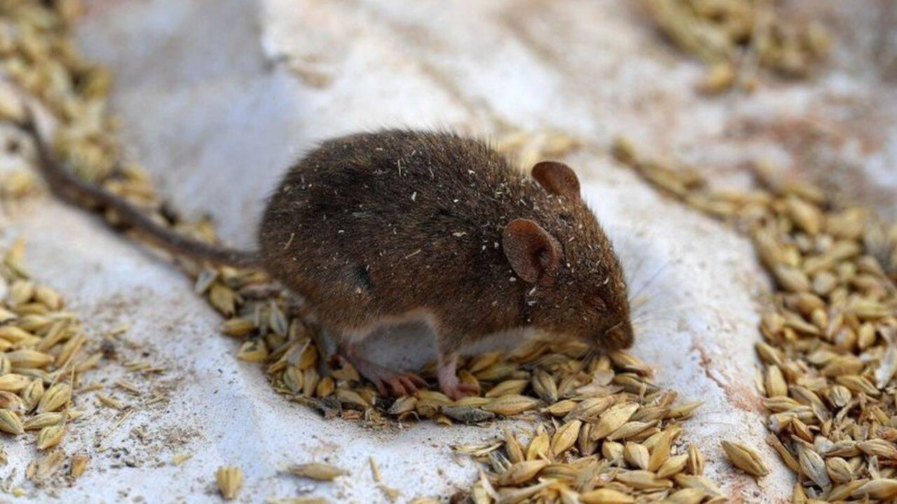Mice plagues