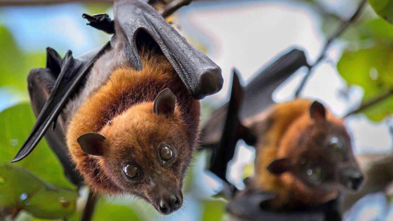 National Park Service Fruit bats