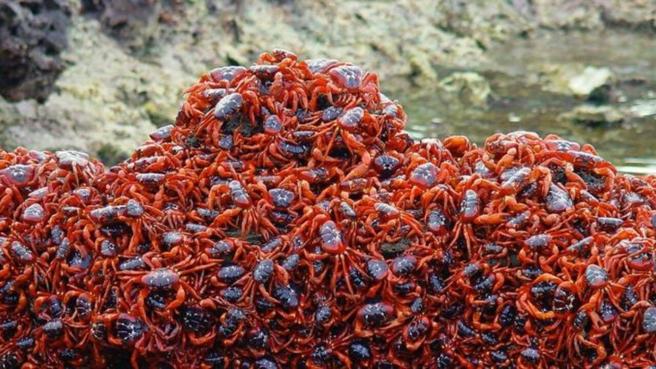 Christmas Island National Park Red crabs