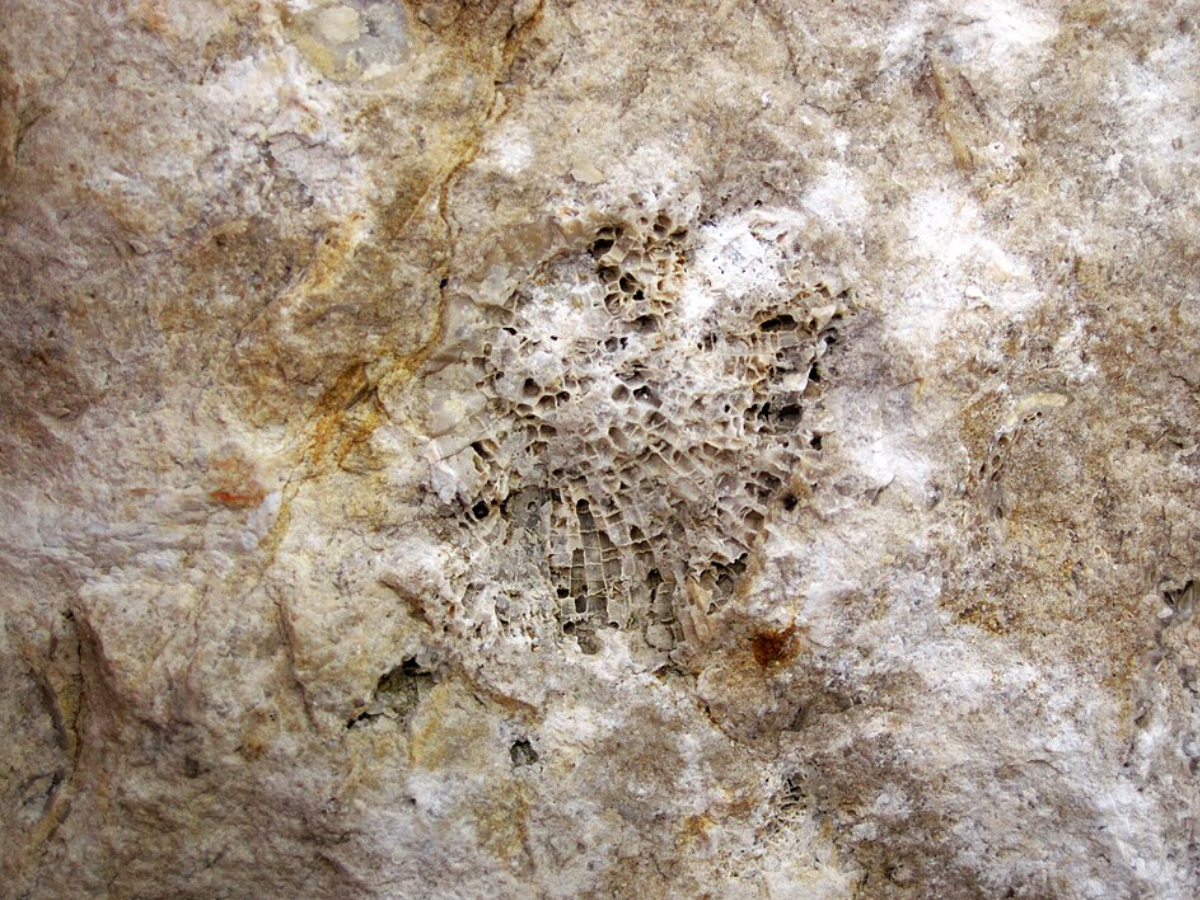 Wikimedia Commons Limestone quarry fossil
