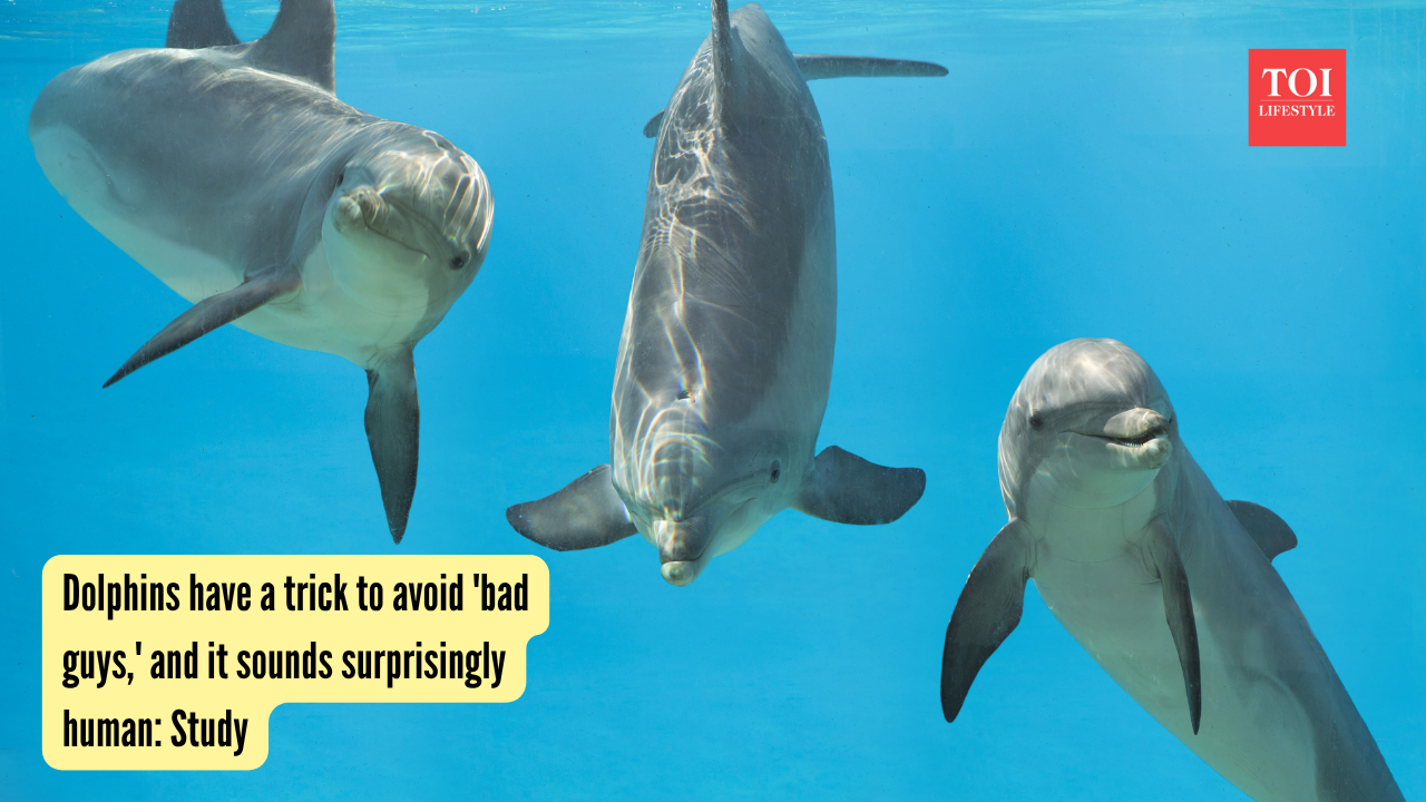 Dolphins have a trick to avoid 'bad guys,' and it sounds surprisingly human Study (1)