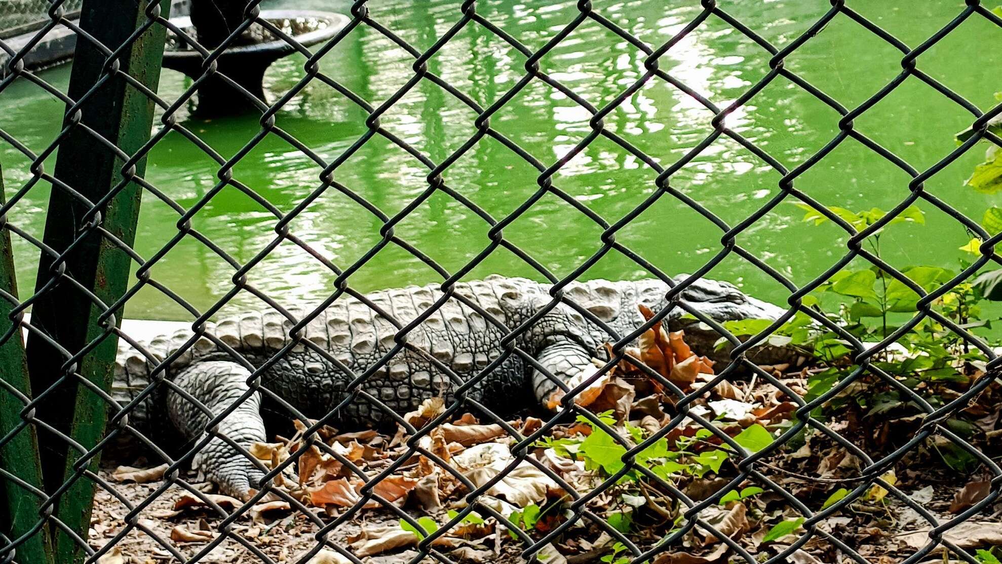 Man arrested after 3-year-old boy found injured in Cambridgeshire zoo crocodile enclosure