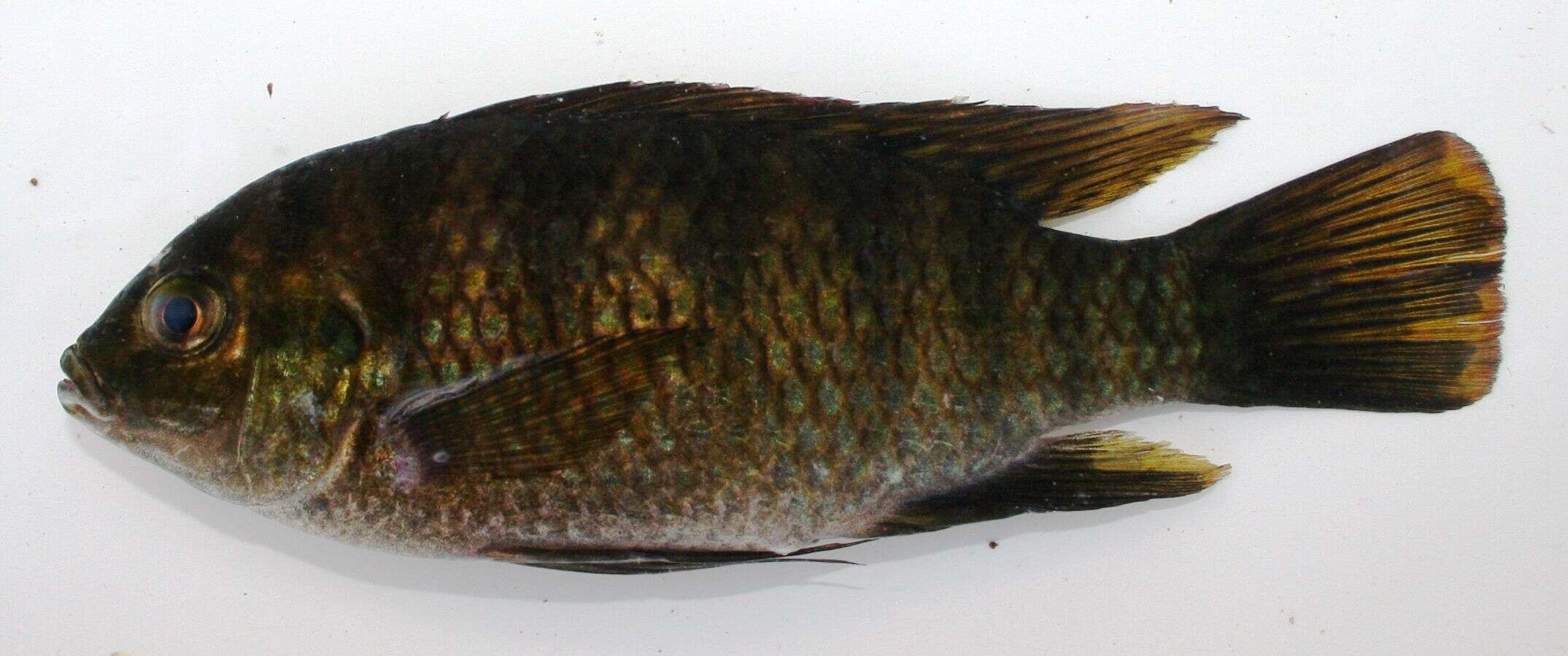 Tilapia_sparrmanii_Smith,_1840_collected_in_Zambia_by_South_African_Institute_for_Aquatic_Biodiversity.att