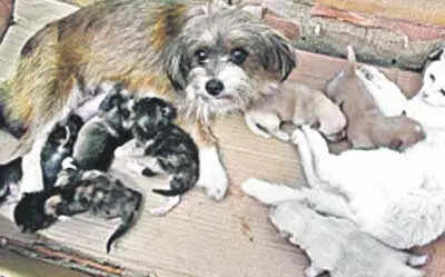Pet dog and cat who babysit for each other