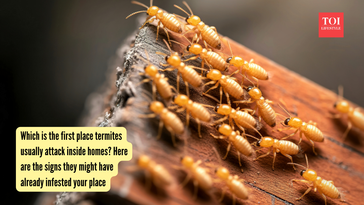 Representative Image Which is the first place termites usually attack inside homes Here are the signs they might have already infested your place
