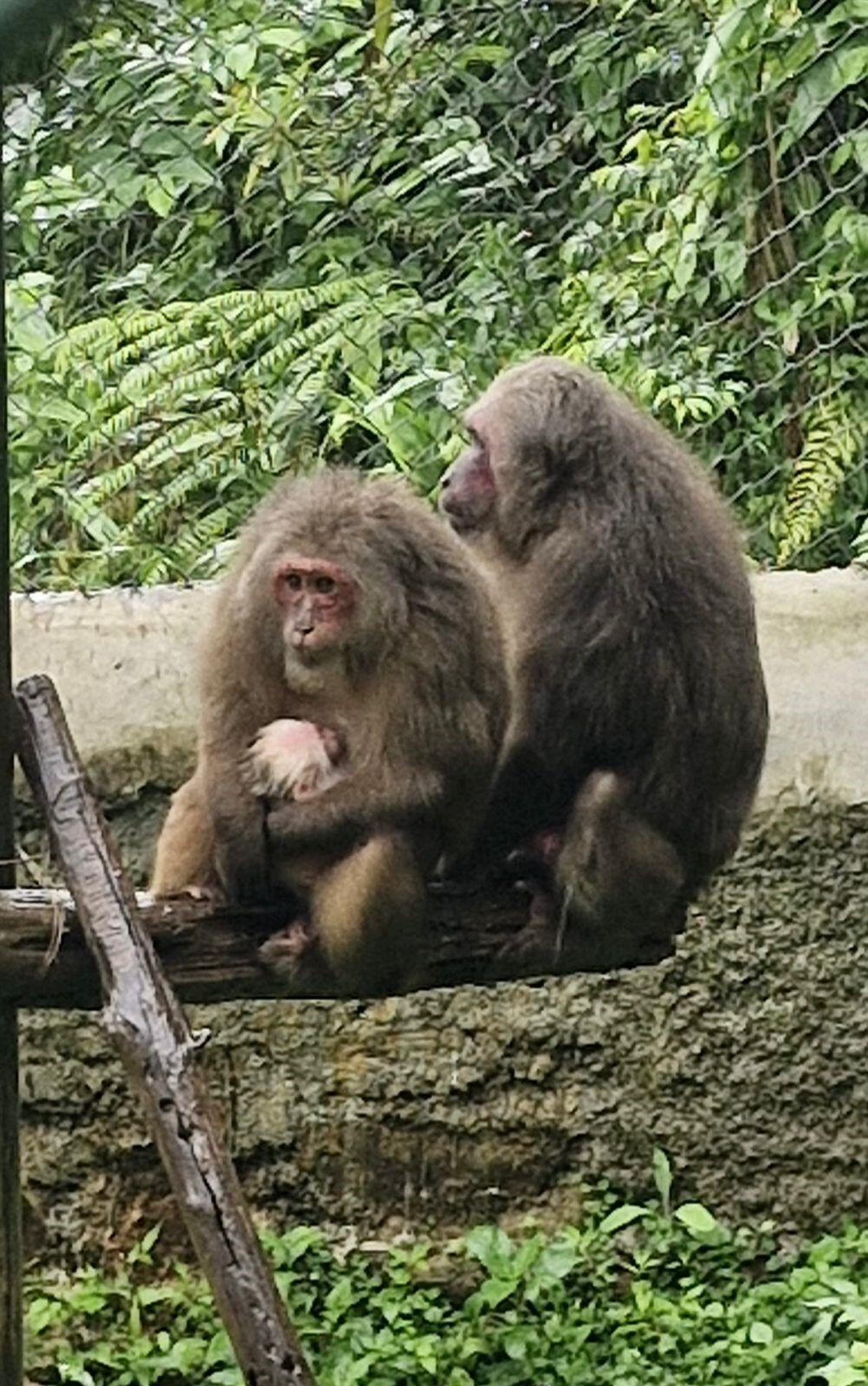 d12af4a1-1c15-45b1-b449-52bac950f8a2_zoo.jpg