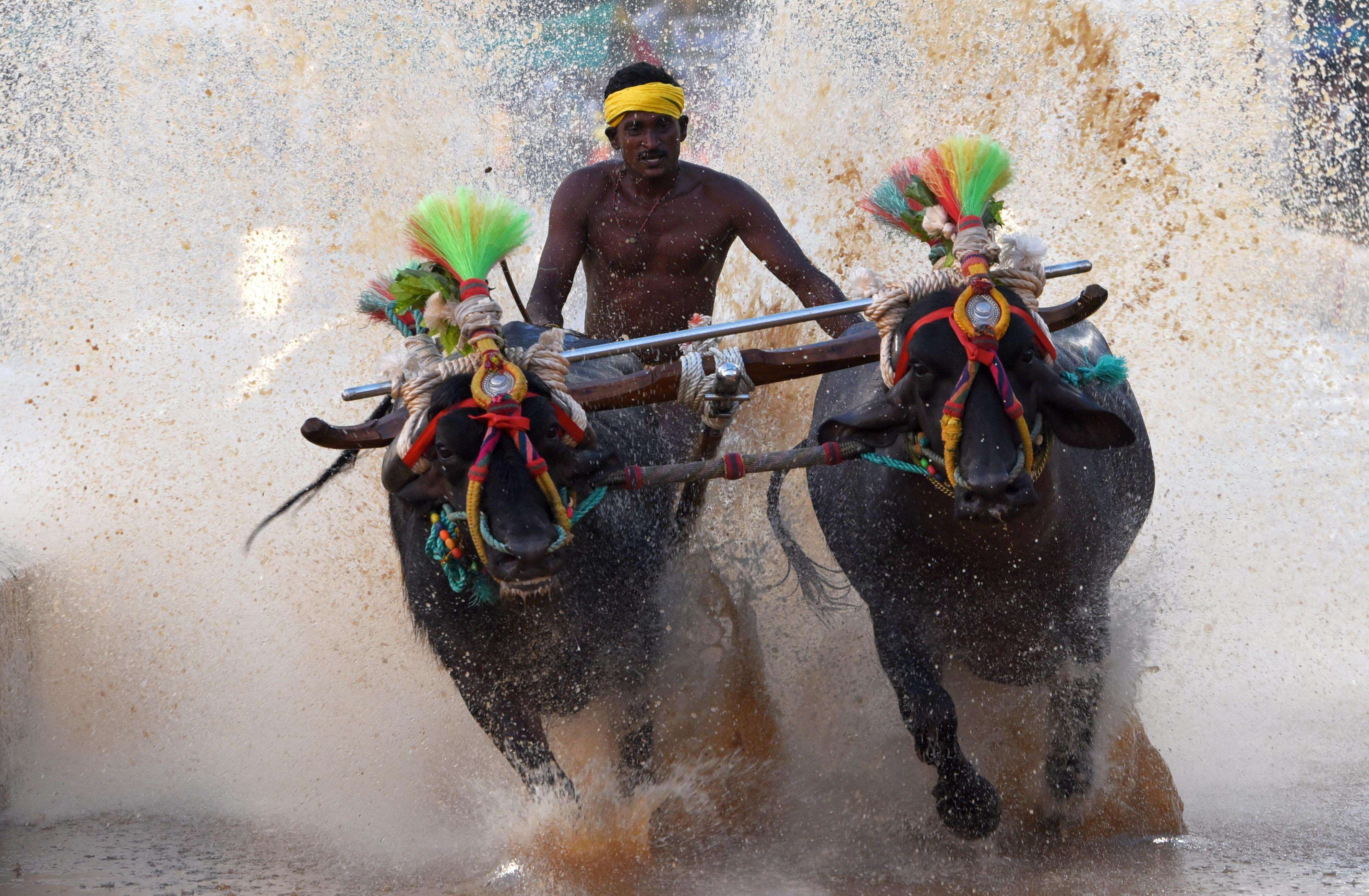 Mysuru to host Kambala during Dasara for the first time, Mysuru district officials say
