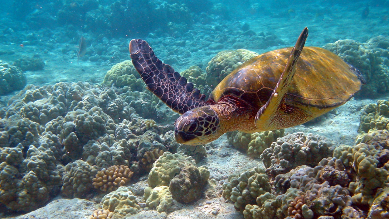 SOP released to conserve sea turtles across 36 islands of Lakshadweep