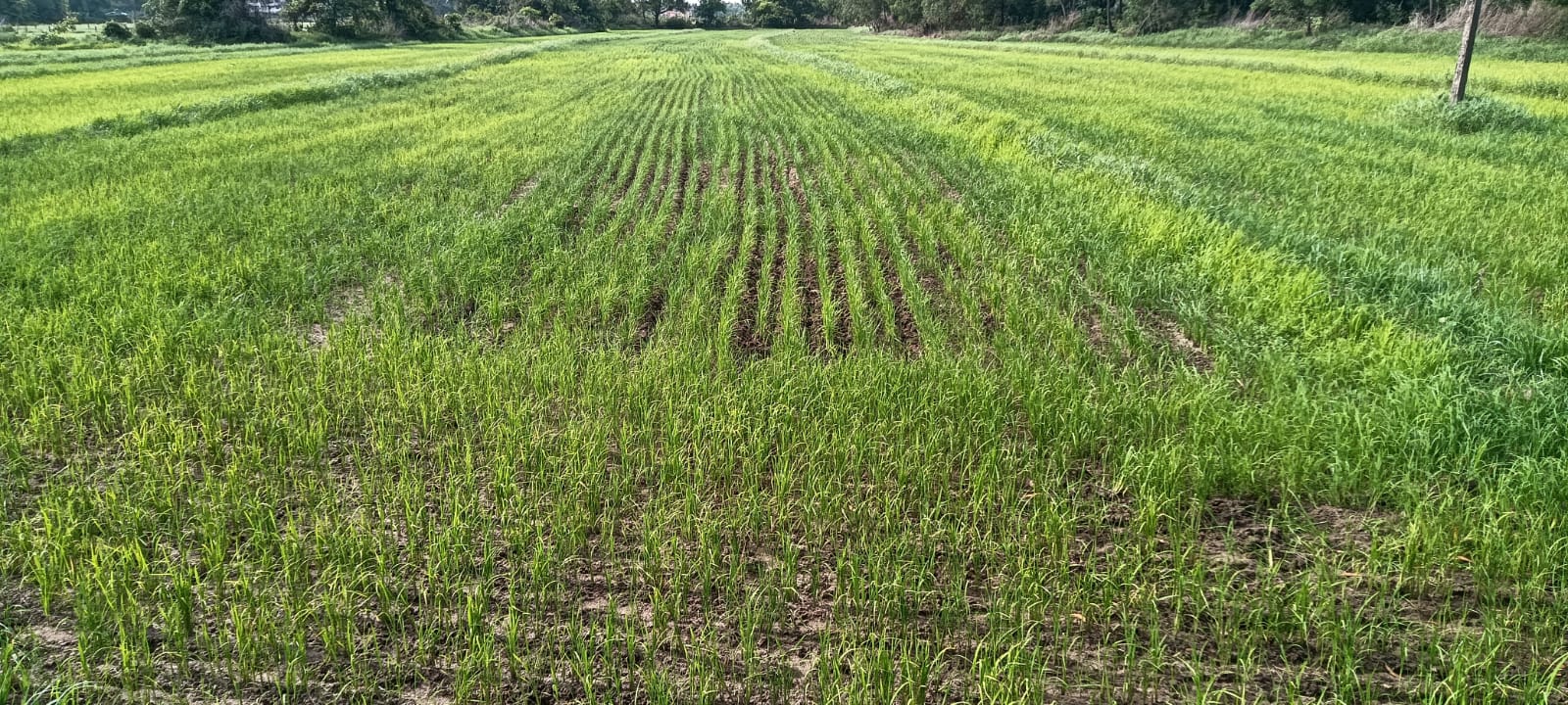 71bd40a3-7b19-404b-9620-63414c0b547f_Fields_in_Carmona.jpg
