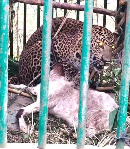 Attachment a65220bf-d22b-4d6b-b540-7a673d784884_The_leopardess_killed_the_live_bait_a_goat_in_cage_before_being_trapped..jpg