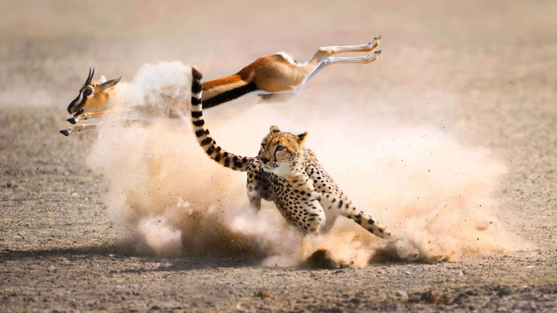 Portuguese proverb of the day: 'One day belongs to the prey, another to the hunter'