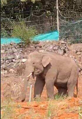 Ecologists worry as elephants move into Nilgiri hills in Tamil Nadu