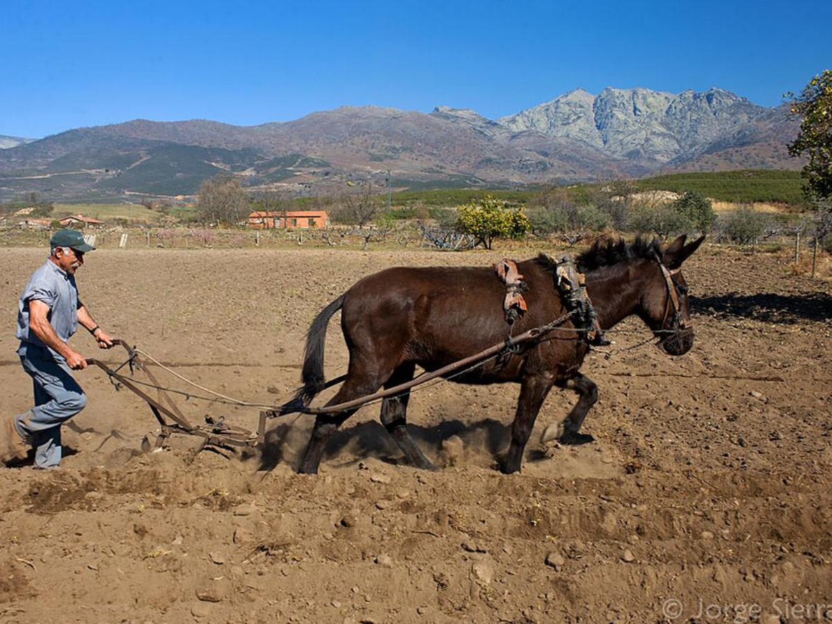 Plowing