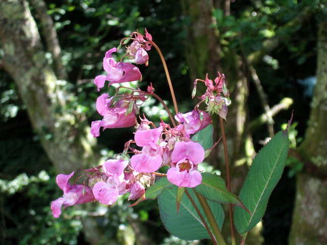 Himalayan_Balsam_(Impatiens_glandulifera)_-_geograph.org.uk_-_498327
