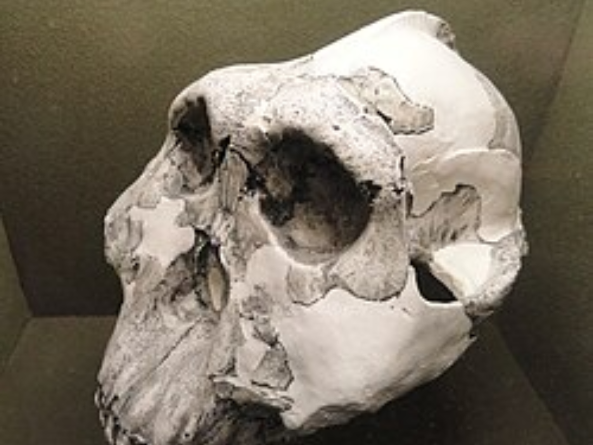 Wikipedia Paranthropus boisei